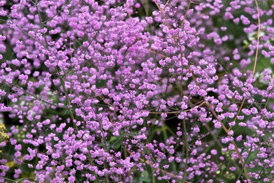 ВАСИЛИСТНИК ДЕЛАВЕЯ ХЬЮИТТ ДАБЛ  (Thalictrum delavayi Hewitts Double) НЕТ